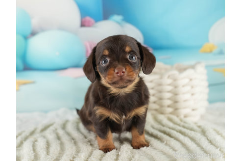 成約済の埼玉県のミックス犬-357811の10枚目
