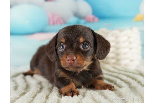 成約済の埼玉県のミックス犬-357811の3枚目