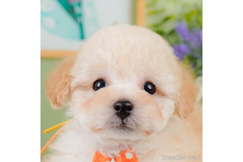 成約済の神奈川県のトイプードル-357867の1枚目