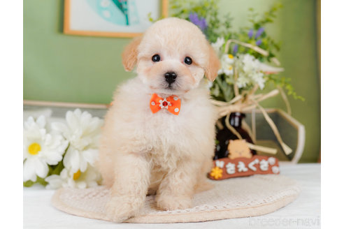 成約済の神奈川県のトイプードル-357867の10枚目