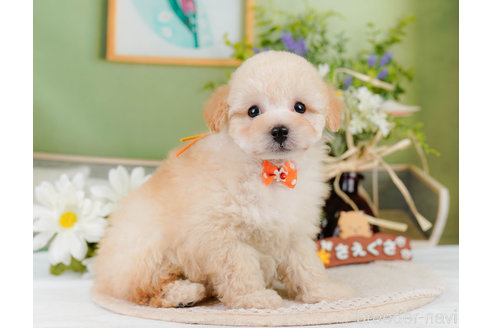 成約済の神奈川県のトイプードル-357867の9枚目