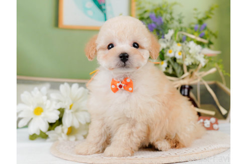 成約済の神奈川県のトイプードル-357867の8枚目