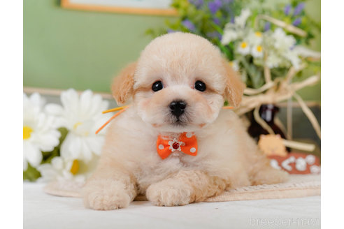 成約済の神奈川県のトイプードル-357867の7枚目