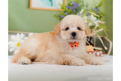 成約済の神奈川県のトイプードル-357867の6枚目