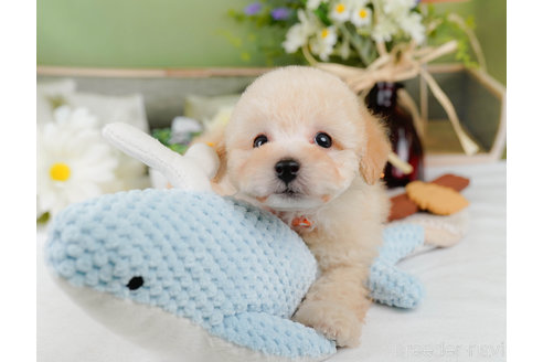 成約済の神奈川県のトイプードル-357867の5枚目