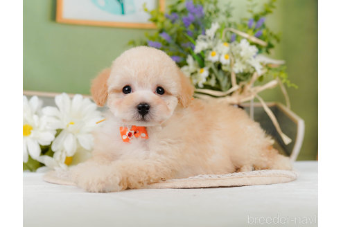 成約済の神奈川県のトイプードル-357867の4枚目