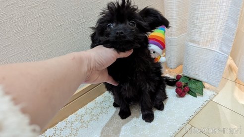 成約済の広島県のチワプー:チワワ×トイプードル-341212の8枚目
