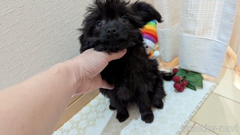 成約済の広島県のチワプー:チワワ×トイプードル-341212の5枚目