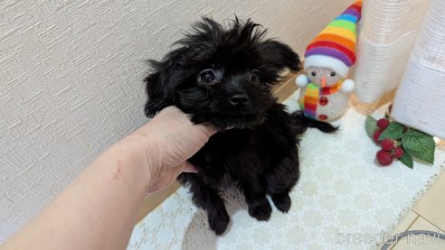 成約済の広島県のチワプー:チワワ×トイプードル-341212の4枚目
