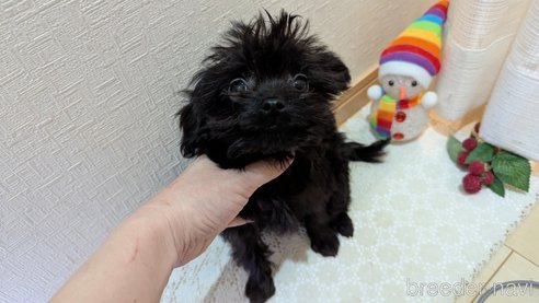 成約済の広島県のチワプー:チワワ×トイプードル-341212の2枚目