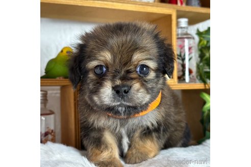 成約済の神奈川県のミックス犬-357692の1枚目