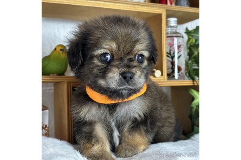 成約済の神奈川県のミックス犬-357692の2枚目