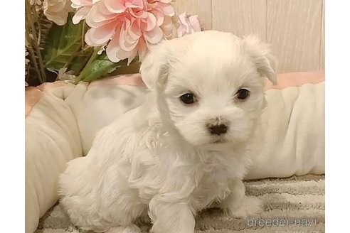 成約済の愛知県のマルチーズ-357697の5枚目