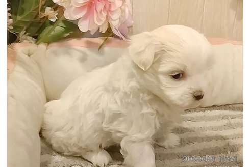 成約済の愛知県のマルチーズ-357697の3枚目