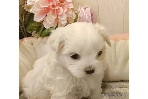 成約済の愛知県のマルチーズ-357697の2枚目