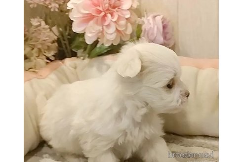 成約済の愛知県のマルチーズ-357698の6枚目