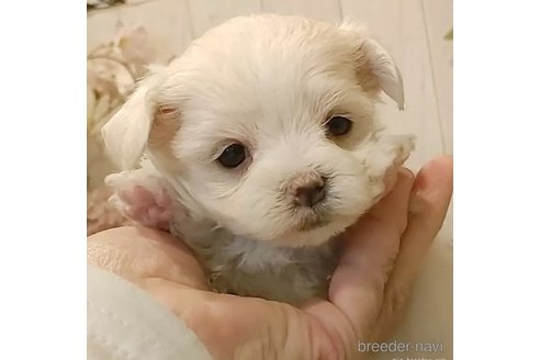 成約済の愛知県のマルチーズ-357700の1枚目