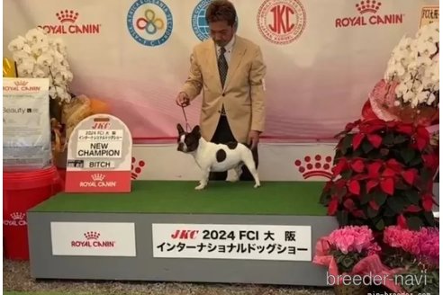 成約済の愛知県のフレンチブルドッグ-357701の2枚目