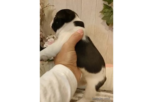 成約済の愛知県のフレンチブルドッグ-357702の6枚目