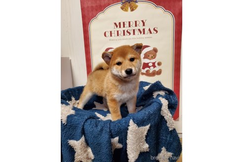 販売中の千葉県の柴犬-356791の21枚目