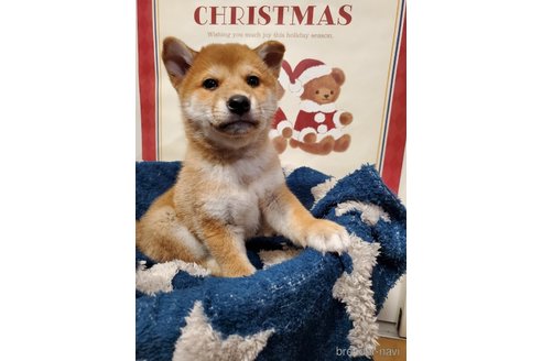 販売中の千葉県の柴犬-356791の19枚目