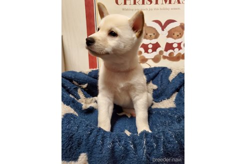 成約済の千葉県の柴犬-356788の5枚目