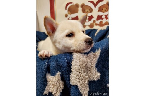 成約済の千葉県の柴犬-356788の4枚目