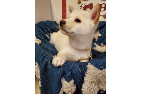成約済の千葉県の柴犬-356788の2枚目