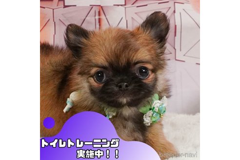 成約済の静岡県のチワワ(ロングコート)-357725の1枚目