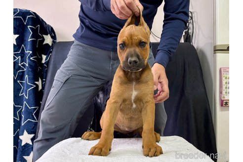 成約済の東京都のその他の犬種-357726の3枚目