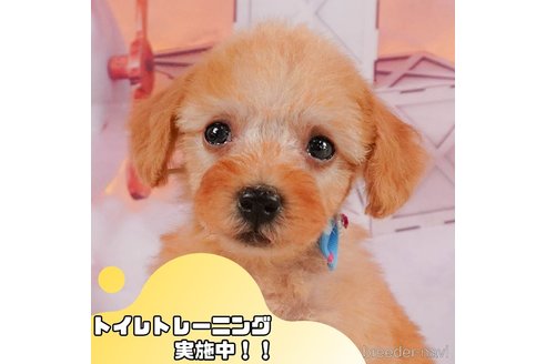 成約済ののトイプードル-357731