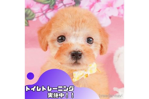 成約済の静岡県のトイプードル-357736の1枚目