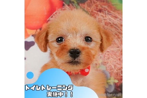 成約済の静岡県のトイプードル-357742の1枚目