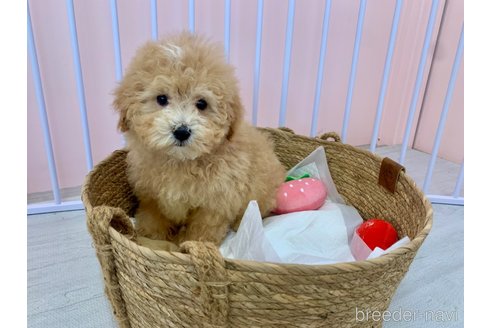 成約済の滋賀県のマルプー:マルチーズ×トイプードル-346389の2枚目
