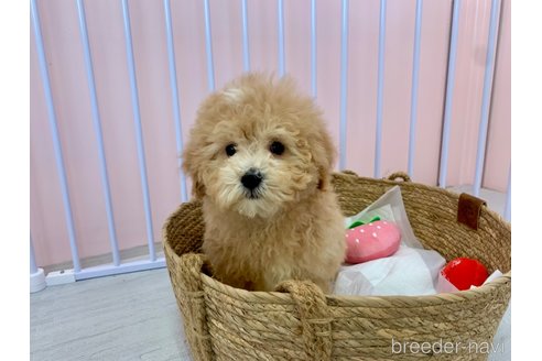 成約済の滋賀県のマルプー:マルチーズ×トイプードル-346389の6枚目
