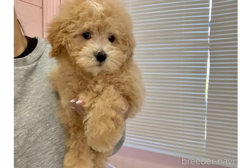 成約済の滋賀県のマルプー:マルチーズ×トイプードル-346389の7枚目