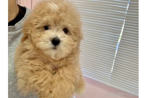 成約済の滋賀県のマルプー:マルチーズ×トイプードル-346389の3枚目