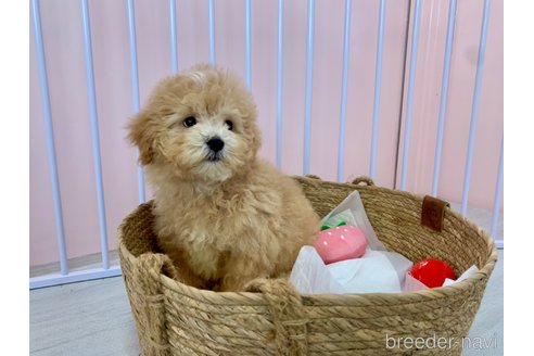 成約済の滋賀県のマルプー:マルチーズ×トイプードル-346389の4枚目