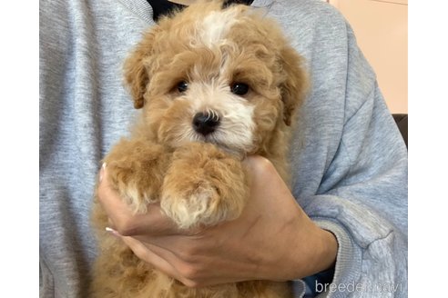 成約済の滋賀県のマルプー:マルチーズ×トイプードル-346388の9枚目