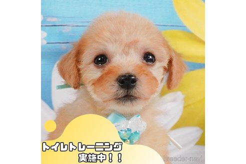 成約済の静岡県のトイプードル-357747の1枚目