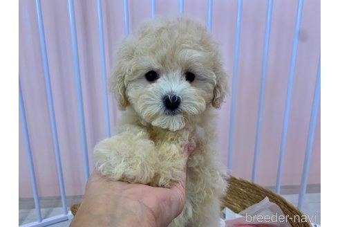 成約済の滋賀県のマルプー:マルチーズ×トイプードル-346390の2枚目