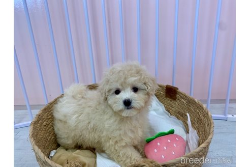 成約済の滋賀県のマルプー:マルチーズ×トイプードル-346390の1枚目