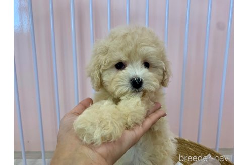 成約済の滋賀県のマルプー:マルチーズ×トイプードル-346390の3枚目