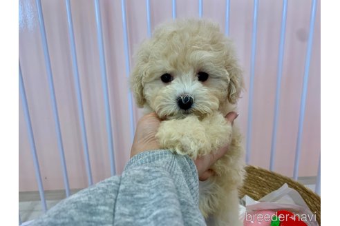 成約済の滋賀県のマルプー:マルチーズ×トイプードル-346390の6枚目