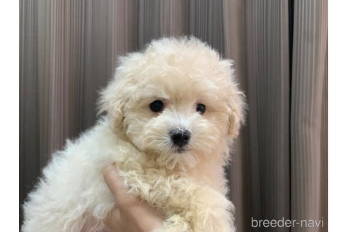 成約済の滋賀県のマルプー:マルチーズ×トイプードル-346390の7枚目