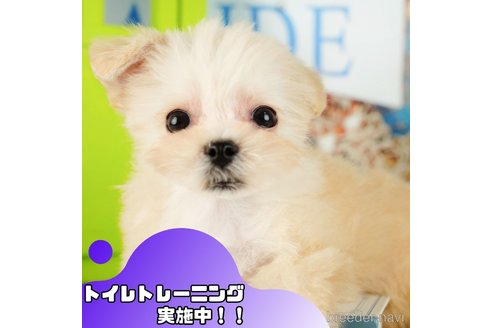 成約済の静岡県のマルプー:マルチーズ×トイプードル-357756の1枚目