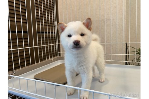 成約済の兵庫県の豆柴-357765の4枚目