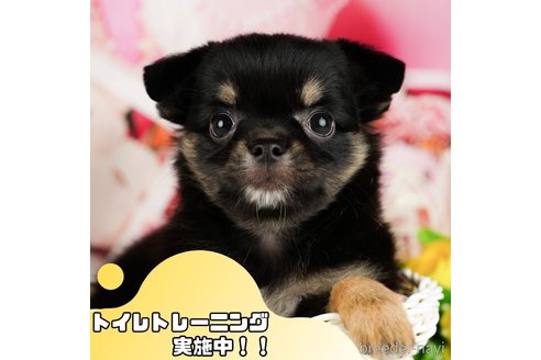成約済ののチワワ(ロングコート)-357785