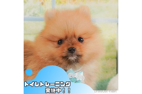 成約済の静岡県のポメラニアン-357788の1枚目