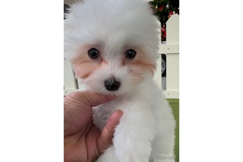 成約済の福岡県のマルプー:マルチーズ×トイプードル-353755の6枚目